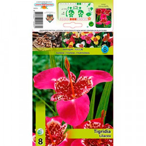 Tygridie Lilacea