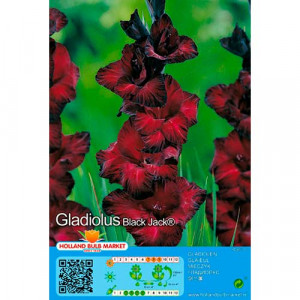 Gladioly Black Jack