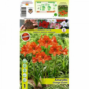 Amarylka (Amaryllis) Orange Queen