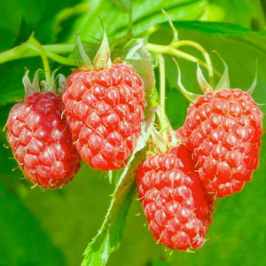 Hybrid ostružiny a maliny Loganberry