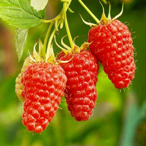 Hybrid ostružiny o maliny Tayberry Medana