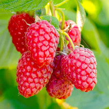 Remontantní malina Polana