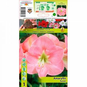 Amarylka (Amaryllis) Susan