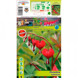 Srdcovka (Dicentra) Valentine