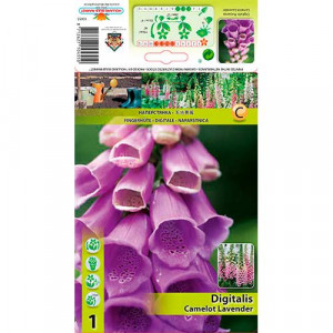 Náprstník (Digitalis) Camelot Lavender