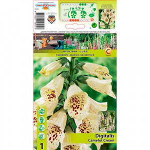 Náprstník (Digitalis) Camelot Cream