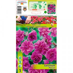 Anglický muškát (Geranium) Plenum