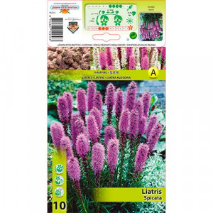 Litra klasnatá (Liatris Spicata) růžová