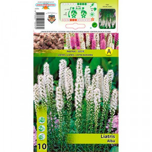 Litra klasnatá (Liatris Spicata) bílá