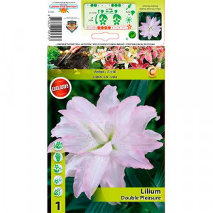 Plnokvětá orientální lilie Double Pleasure