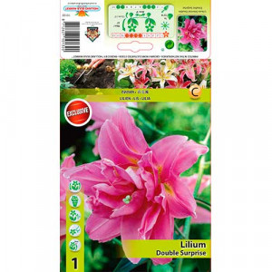 Plnokvětá orientální lilie Double Surprise