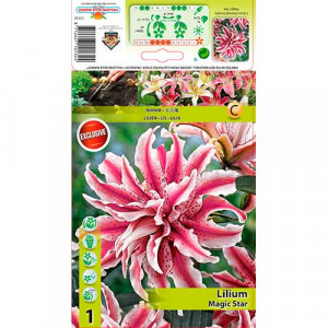 Plnokvětá orientální lilie Magic Star