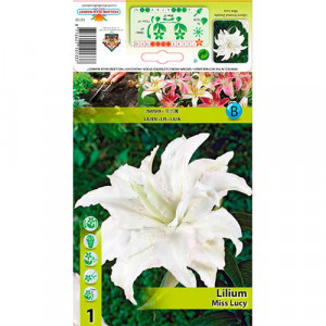 Plnokvětá orientální lilie Miss Lucy