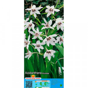 Hvězdicovité gladioly (Acidanthera Murielae)