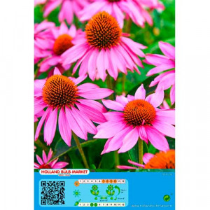 Růžová echinacea