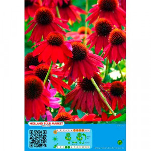 Červená echinacea