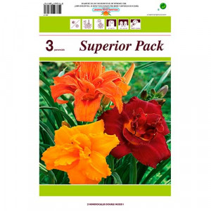 Denní lilie (Hemerocallis) plnokvětý mix vícebarevný