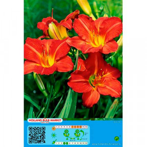 Denní lilie (Hemerocallis) červená