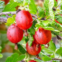 Angrešt bez trnů Spinefree