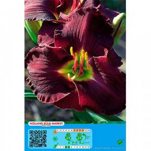 Denní lilie (Hemerocallis) Double Black