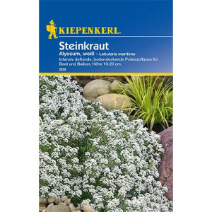 Alyssum bílý