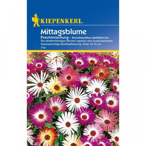 Květiny Delosperma Cooperi