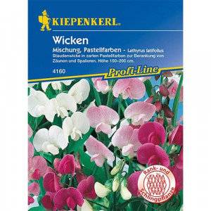 Lathyrus latifolius (Hrachor vonný) Pastell, barevná směs