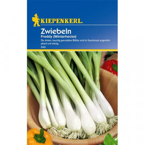 Jarní cibule Winterhecke