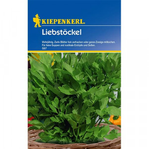 Libeček trvalý