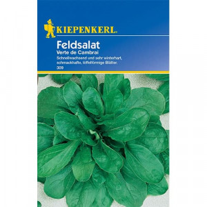 Polní salát (Valeriánka) Verte de Cambrai