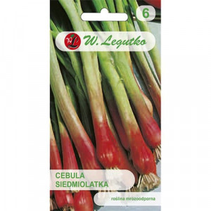 Jarní cibule Red Toga