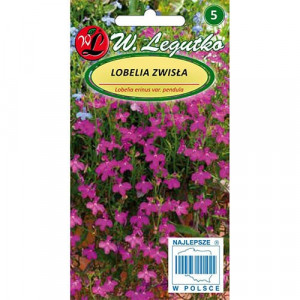 Lobelia táhla do květináče