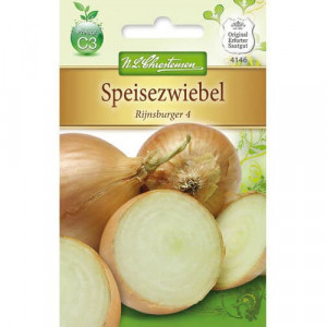 Cibule Rijnsburger 4