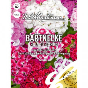 Turecký hřebíček Hollandia, mix vícebarevný