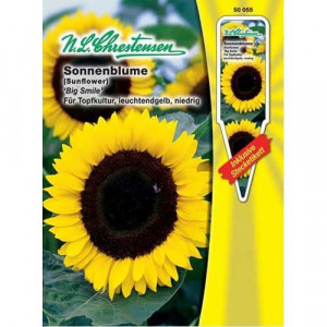 Dekorativní slunečnice Sunspot