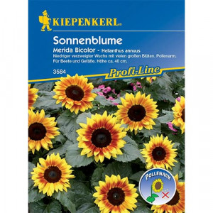 Dekorativní slunečnice Merida Bicolor