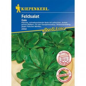 Polní salát (Valeriánka) Gala