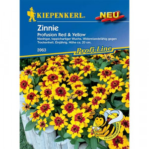 Cínie půvabná (Zinnia elegans) Red & Yellow