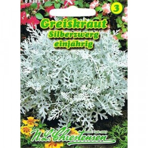 Dvoubarevný Senecio