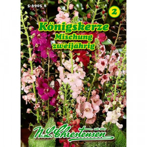 Divizna velkokvětá (Verbascum phoeniceum), barevný mix