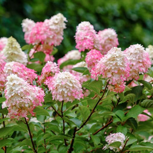 Hortenze paniculata Pink Lady