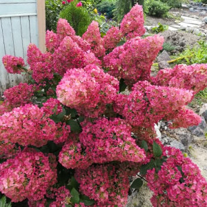 Hortenze paniculata Sunday Fraise