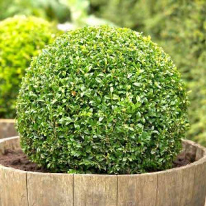 Zimostráz (Buxus)
