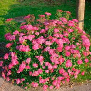 Tavolník japonica Darts Red