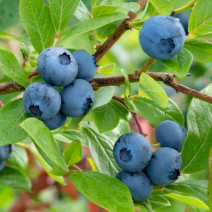 Borůvka Bluecrop