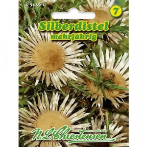 Krasovlas bezbylový (Carlina aucaulis)