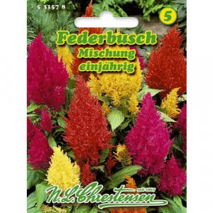 Jednoletá Celosia, mix vícebarevný