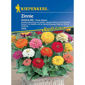 Cínie půvabná (Zinnia elegans) Musica