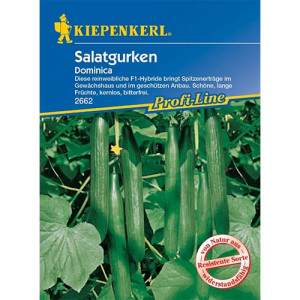 Salátová okurka Dominica